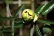 eclosion