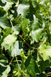 landscape vineyard