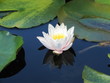 Le Nénuphar.