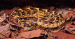 Puff adder (bitis arietans) Puff adder (bitis arietans)