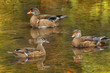 Three wood ducks