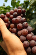 picking grape