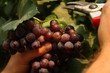 pink grape