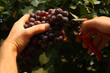 hands and grape
