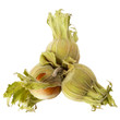 Three hazelnuts