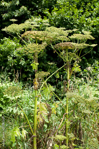 Photo: Riesenbärenklau (Heracleum mantegazzianum) in der Natur Riesenbärenklau (Heracleum mantegazzianum) in der Natur