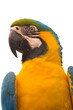 Blue-and-yellow Macaw isolated on white - Ara ararauna...