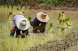 Rice Plantation in Thailand Rice Plantation in Thailand