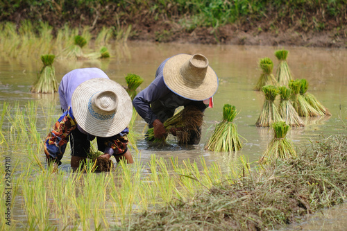 Photo: Rice Plantation in Thailand Rice Plantation in Thailand