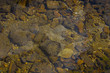 Algal slurry at the top of a stagnant pond Algal slurry at the top of a stagnant pond