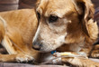 Foto: dog lying on bed with cannula in vein taking infusion dog lying on bed with cannula in vein taking infusion