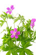 Meadow geranium (Geranium sylvaticum) Meadow geranium (Geranium sylvaticum)