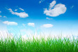 green grass blue sky