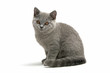 puppy british shorthair