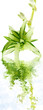phalangère, chlorophytum, plante araignée, fond blanc