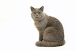 british shorthair faisant le gros dos