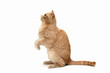 british shorthair prêt à bondir
