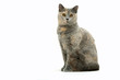 british shorthair assis de profil en studio