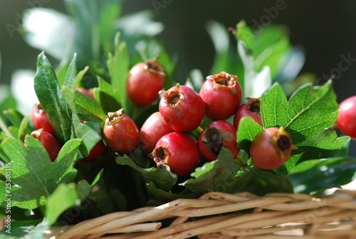 Foto: Weißdorne (Crataegus) Beeren Heilpflanze Weißdorne (Crataegus) Beeren Heilpflanze