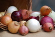 Zwiebelernte verschiedene Zwiebeln Allium