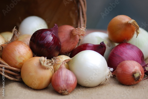 Foto: Zwiebelernte verschiedene Zwiebeln Allium Zwiebelernte verschiedene Zwiebeln Allium