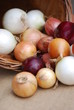 Zwiebelernte verschiedene Zwiebeln Allium
