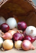 Zwiebelernte verschiedene Zwiebeln Allium