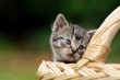 Katzenkind im Einkaufskorb
