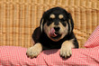 Welpe auf Sofa