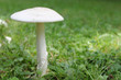 Knollenblätterpilz