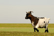 Laufende Ziege