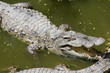 Crocodile Crocodile