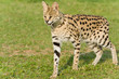 Serval