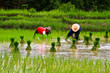 Rice farm in the thailand