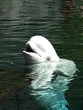 Beluga