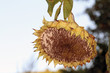Girasol