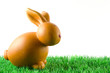 Hase