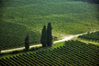 Vigneto