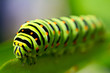 green caterpillar