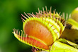 Dionaea muscipula , Venusfliegenfalle.fleischfressende Pflanze