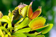 Dionaea muscipula , Venusfliegenfalle.fleischfressende Pflanze
