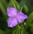 Photo: Sunshine Charm Spiderwort Flower Sunshine Charm Spiderwort Flower