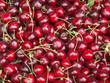 cerises