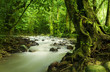 Tropical rainforest and river Tropical rainforest and river
