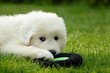 Weisser Hundewelpe mit Spielzeug