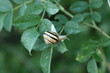 Little snail