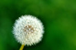 たんぽぽ　Dandelion