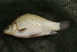 Foto: Karausche (Carassius carassius) seltene Fischart Karausche (Carassius carassius) seltene Fischart