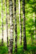 Birkenwald im Sonnenlicht