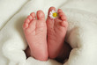 Babyfüße mit Gänseblümchen